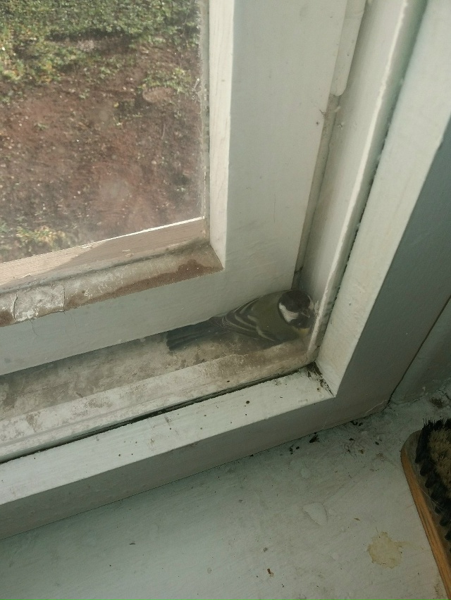 Как он туда залез?