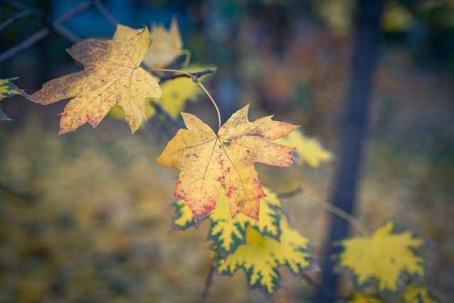 Осенние фотоэтюды