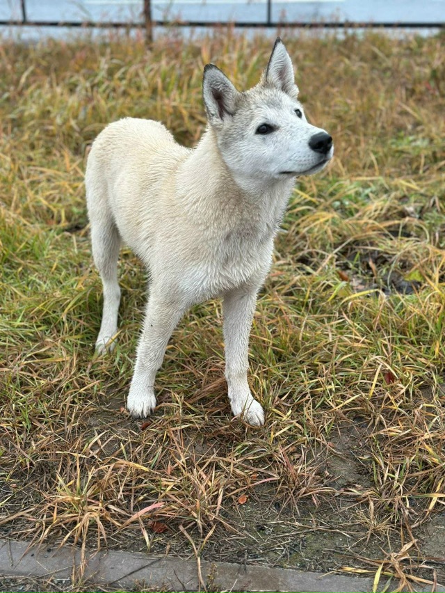 Частный сектор , отзовитесь ! В вольер два белых.медаеж?...