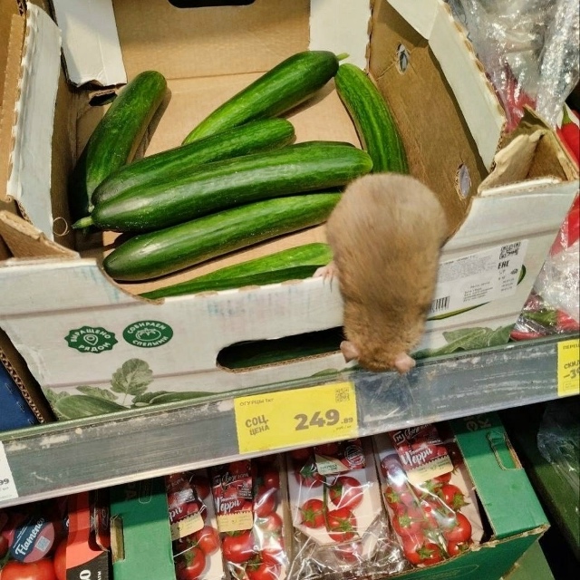 ? Самый крысиный район Перми — Свердловский
Жители ?...