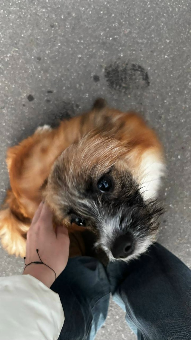 Собачка милая бегает на Северном 13
Уже убежала дальше,...