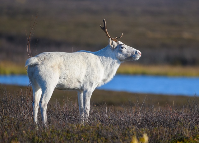 Ну, каков красавец ❤
Фото: Олег Кулябин