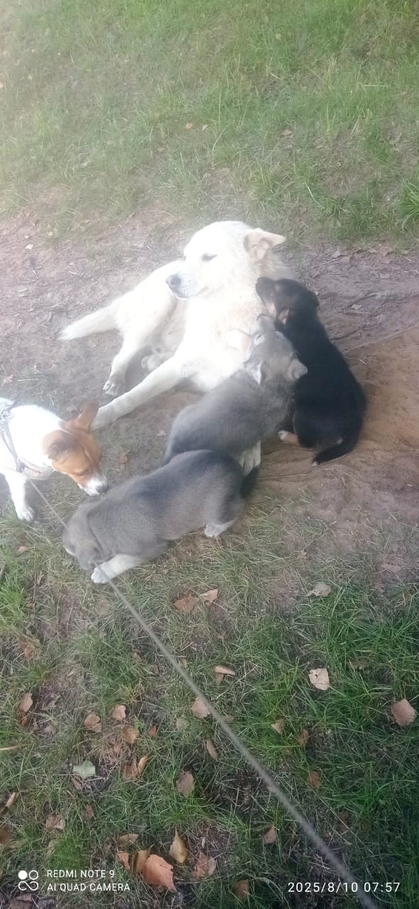 Срочно!!!В Верхнеднепровском пропал кобель маламут по ...