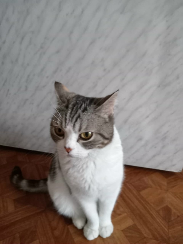 Уважаемые друзья! Срочно ищем новый, радужный дом для ?...