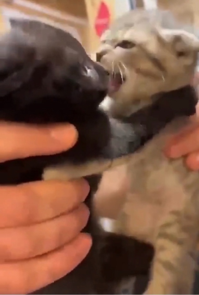 Мужчина пришёл в приют за котёнком, однако малыш никак ...