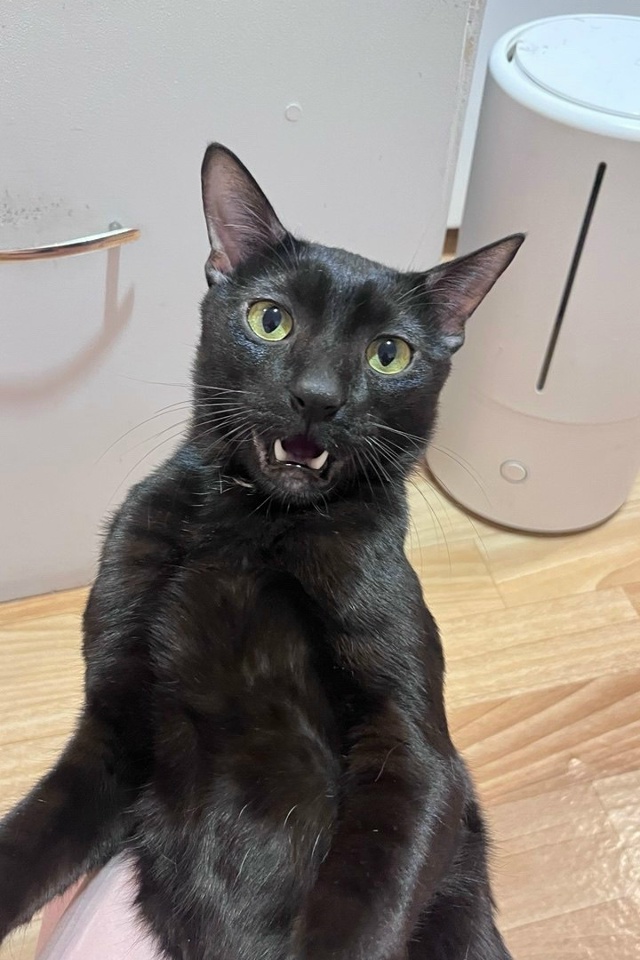 ПРОПАЛ КОТ
Ночью с 12 на 13 марта 2026 года выпрыгнул с балк...