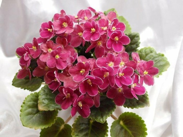 Продам набор деток сортовых фиалок. В наборе 4 детки. Це...