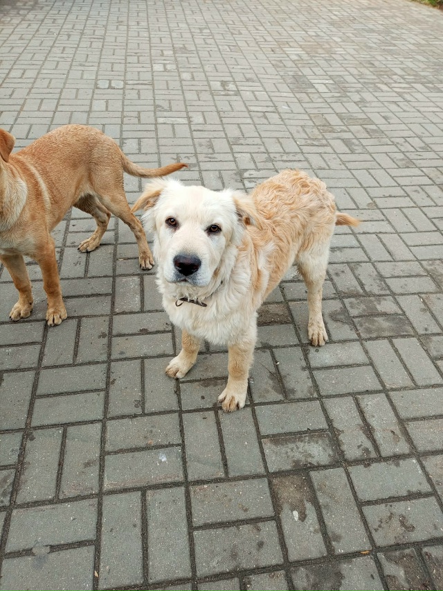 Пристраивается щенок. Кобель,4 месяца. Очень ласковый,м...