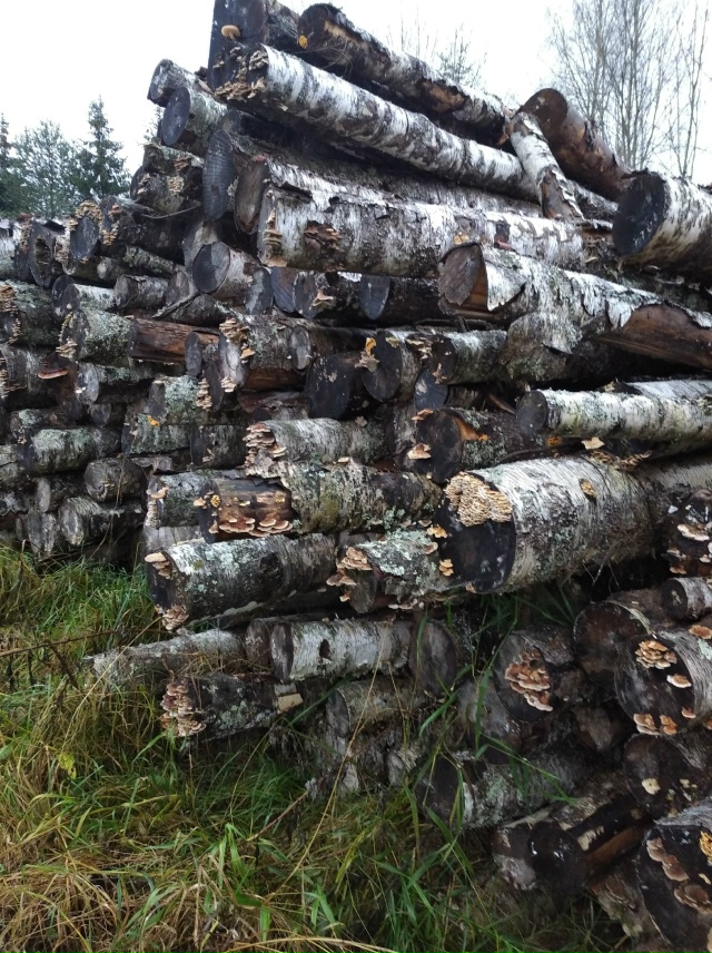 Литературных слов нет. Варвары. Столько леса сгноили, в...