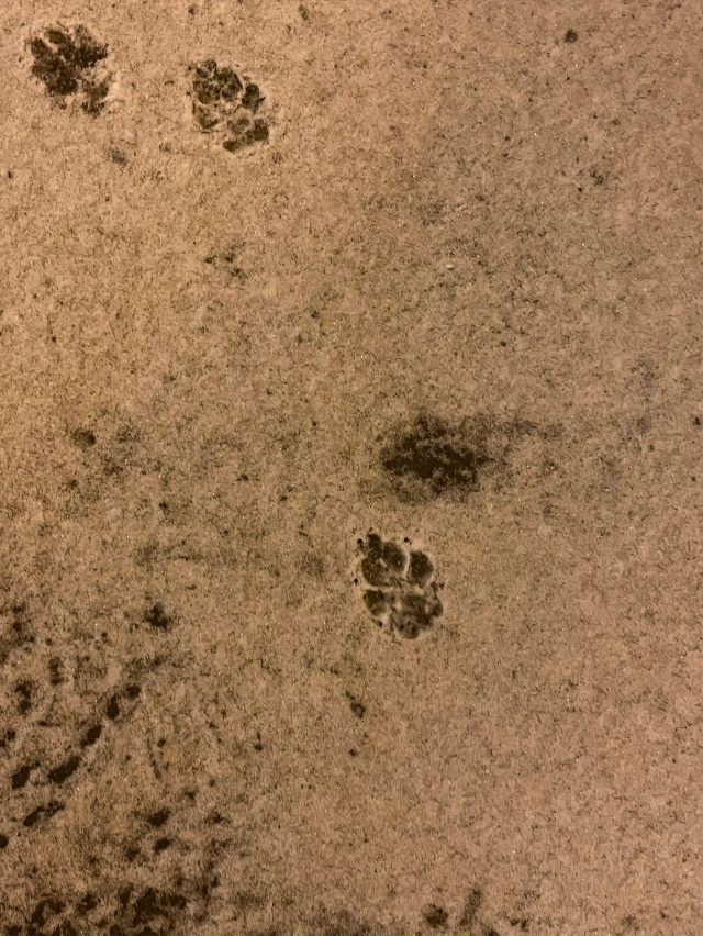 С первым снегом! ❄
#Я_тебя_видел@podslushano_velsk