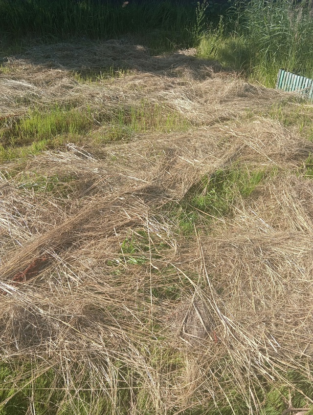 Есть сено примерно на один легковой прицеп. Заберите д?...