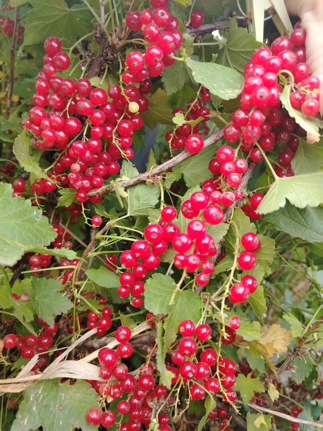 Продам дешево вишню, красную смородину, малину, крыжов?...