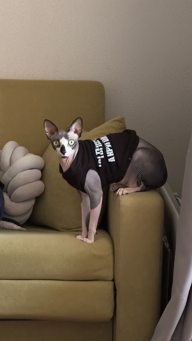 Чендлер, он же кот, он же сыночка сраная , с гардеробом б...