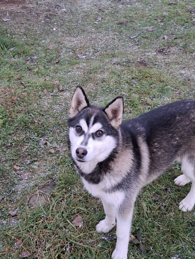 ❓🐶Подкинули собаку в д.Добшо может нужна кому ?