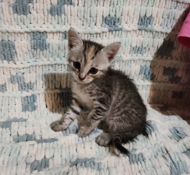 Отдам котят в добрые руки 🤲
4 мальчика рыжих
1 сереньк?...