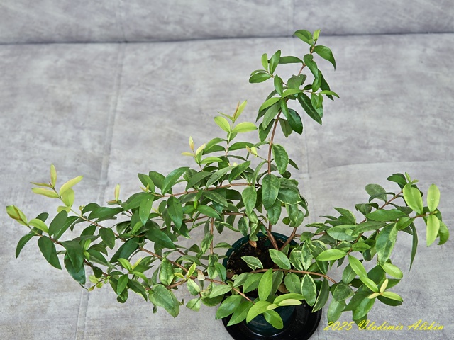 Балконные ))), хвастайте своими )!