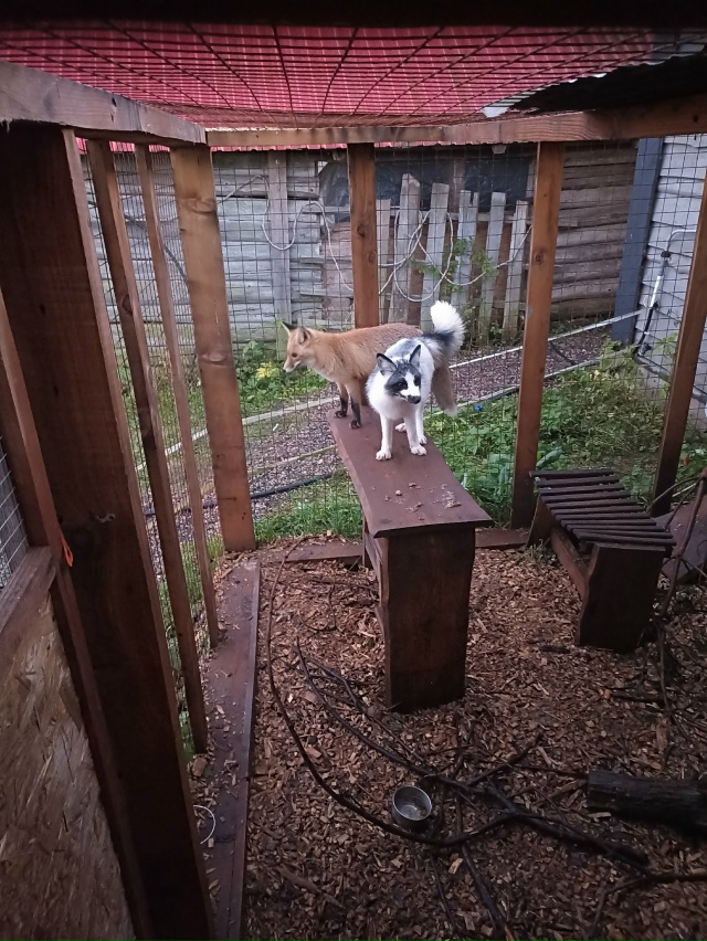 Нужна оказия из Санкт-Петербурга в начале недели, прив?...