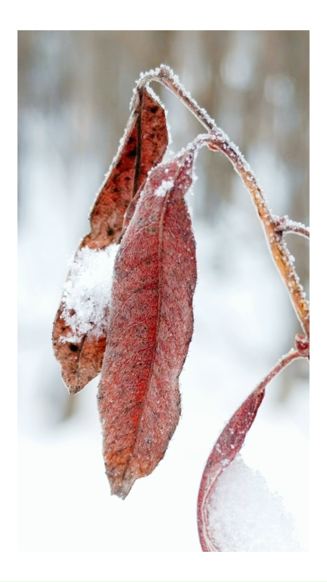 Ноябрь прощай.