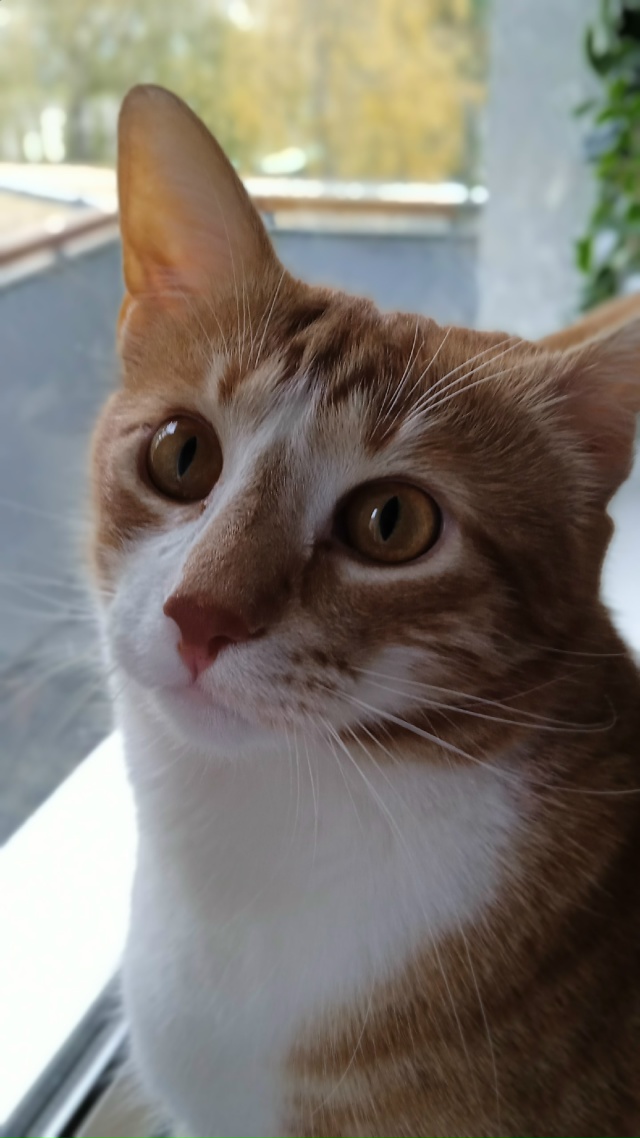 Красавчик Кузя.