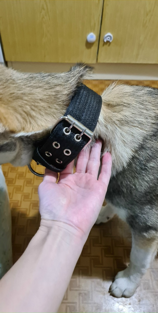 От пятёрочки на России 24 за ребёнком увязалась собачка...