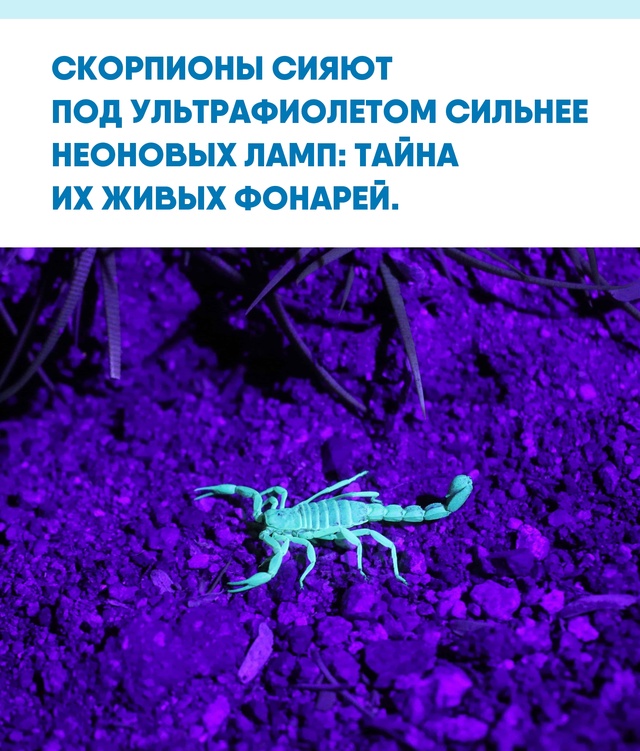 Иногда самые неожиданные свойства природы становятся ...