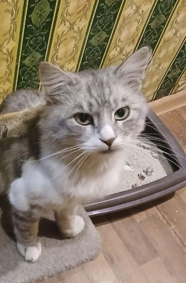 Пропал кот, не возвращается уже 2 недели, если кто видел...