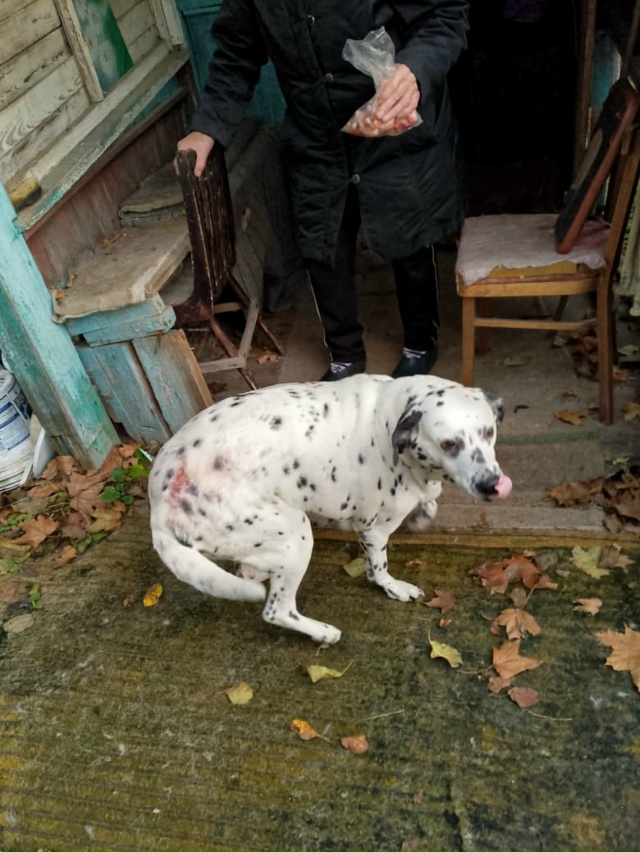 ЛЮДИ! ДОРОГИЕ!🛑⚡Ярославцы!
У нас вселенское горе 😭: ...