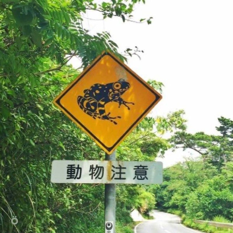 В Японии дорожные знаки предупреждают не только о поворотах и машинах, но и о животных — на трассах