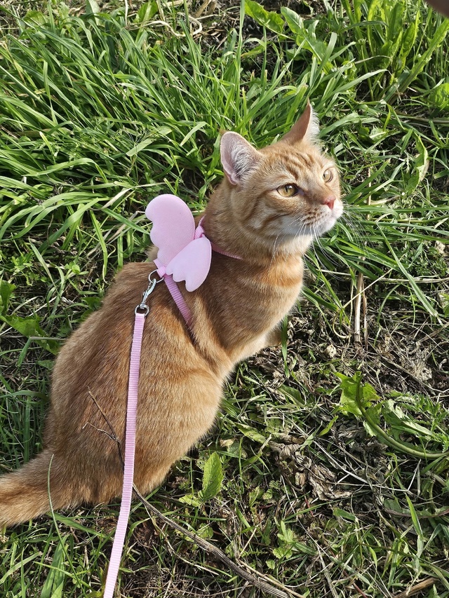 Мистер Беннет - мамин курасавчик! ❤️❤️❤️