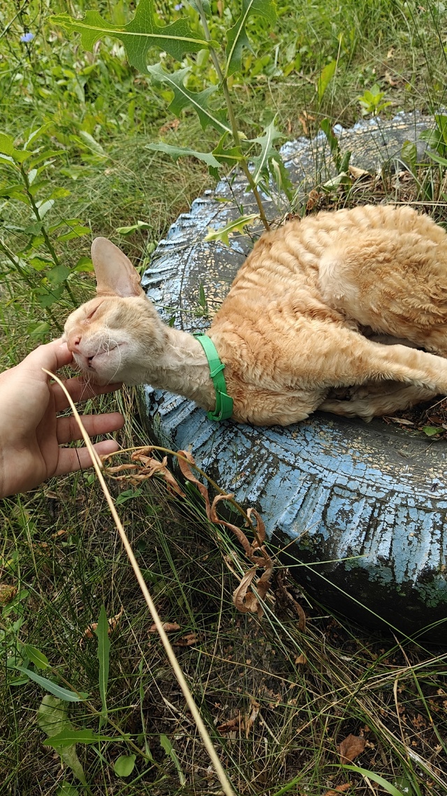 Никто не терял кота? Пока бывает на Ткачева 16-18