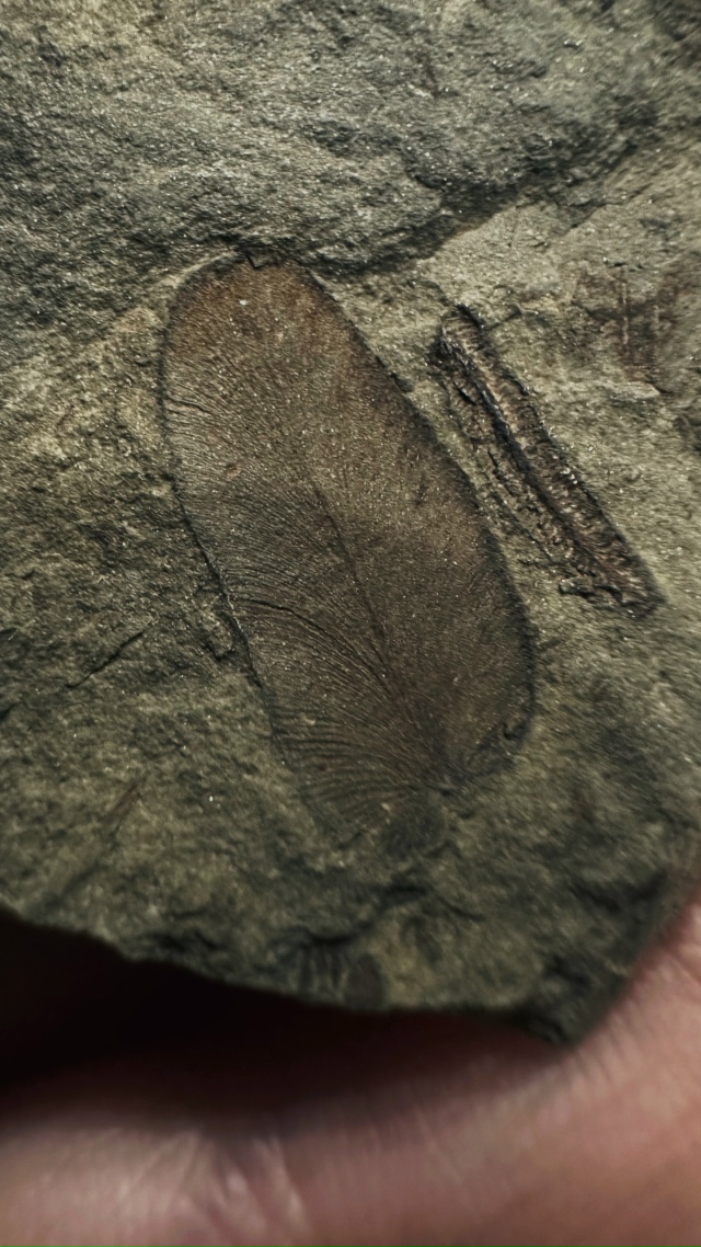 Передам за шоколадку школьному музею города (не района...