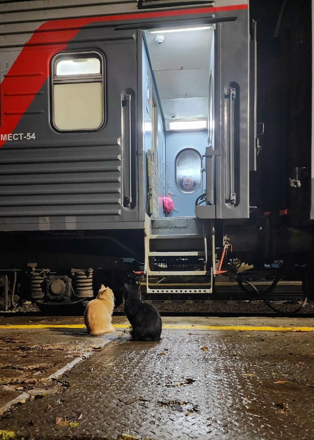 Коты провожают...