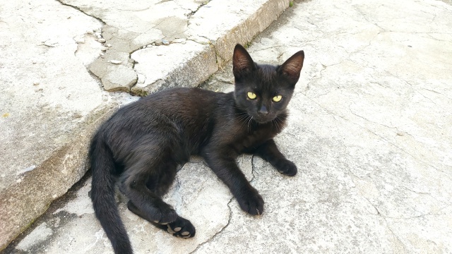 Отдам котят в хорошие руки, ласковые, 2 черно белых маль...