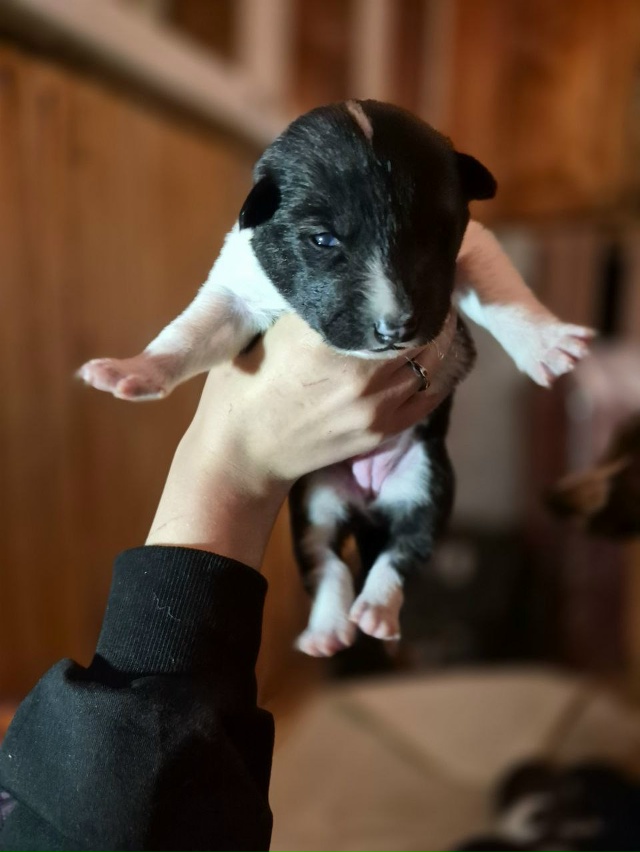 Ребята, срочно нужна помощь. Щенки научились ходить, пи...