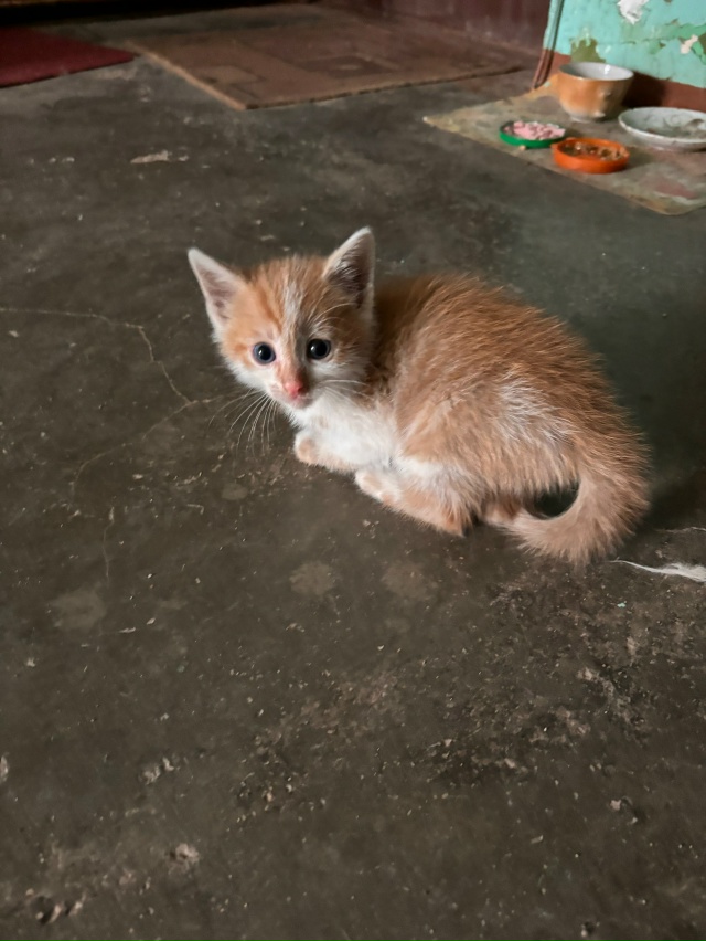 Котик ищет свою семью!