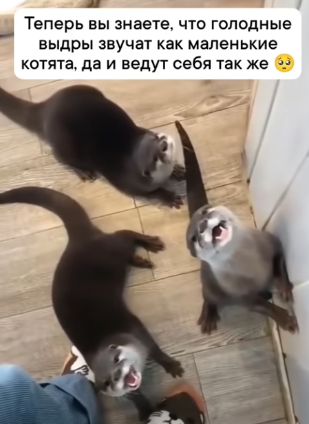 Мои стерилизованные кошки пришли на писк, а коту фиоле?...