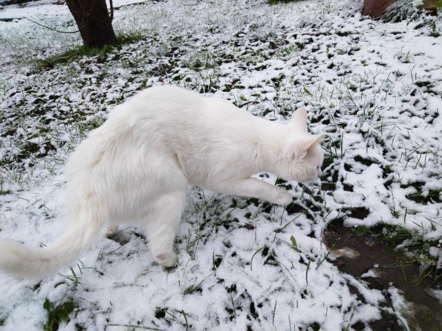По первому снегу... 🐈❄️