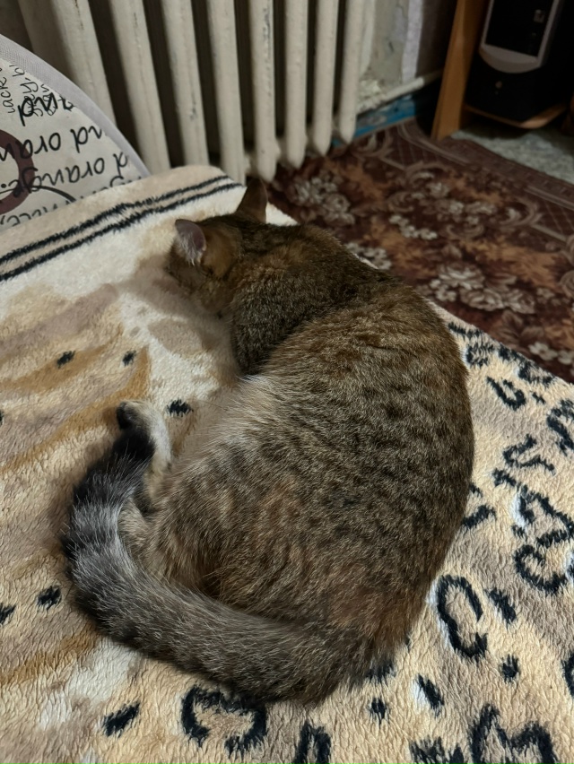 Здравствуйте! Сегодня днём (09.08) нашла котёнка-подростк...