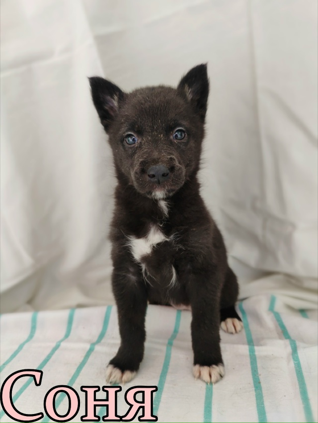 🌟 Девочки-красавицы ищут свой долгожданный дом! 🌟
На...