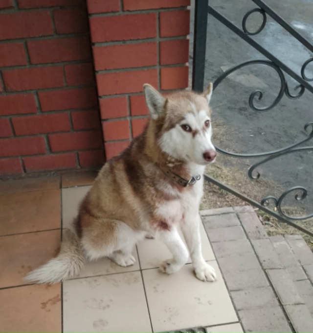 Пост для ваших животных в комменты отдам приму нашли п?...