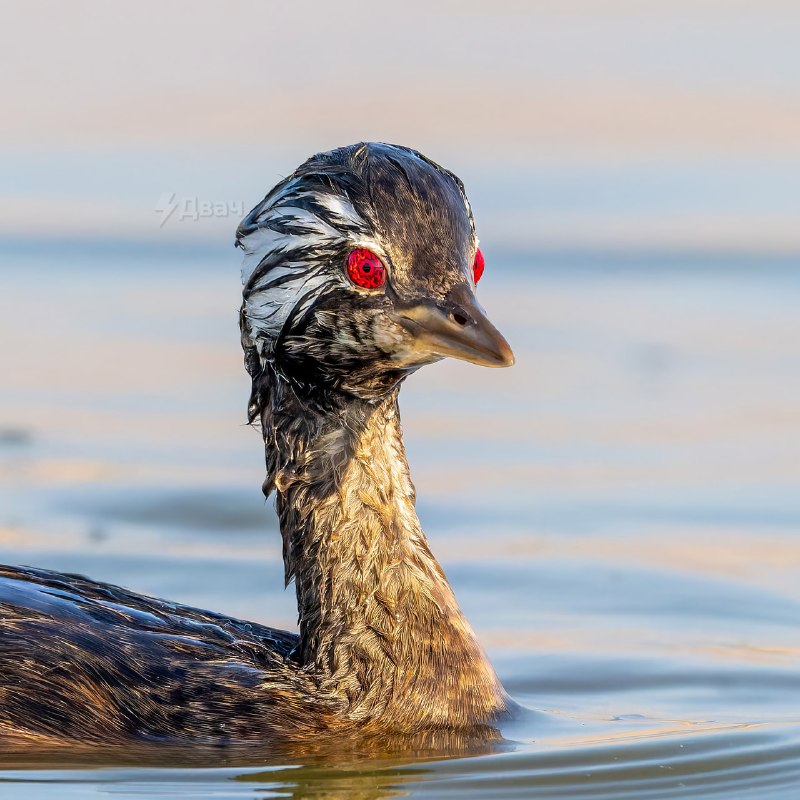 В Южной Америке нашли птицу с Шаринганом
Зовут её белохохлая поганка. Её главная фишка — ярко-красн