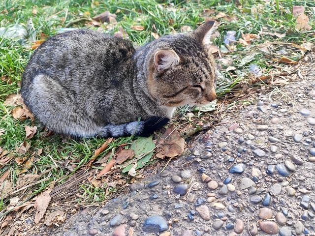 Ребята, доброго дня! Чей котик лежит напротив баскетбо?...