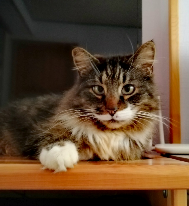 Мои котобоги)
Косыгин (дворянин 9 лет) и
Черномырдин (ин?...