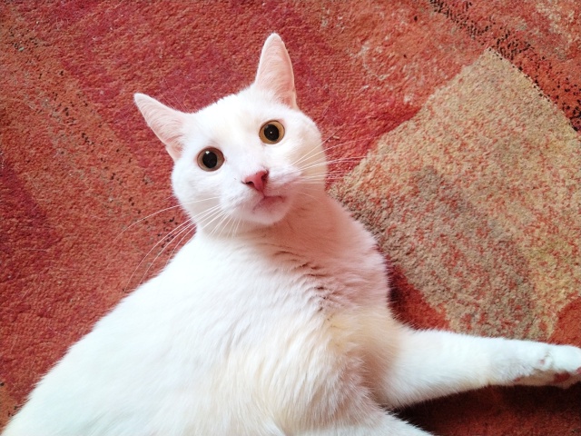 Беляшик Симба 😺