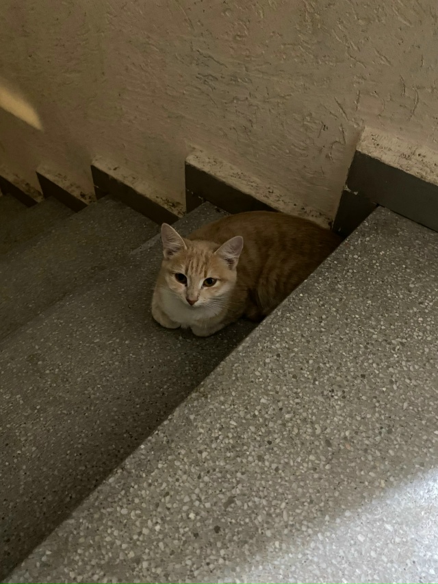 Чья потеряшка, Сущинского 4