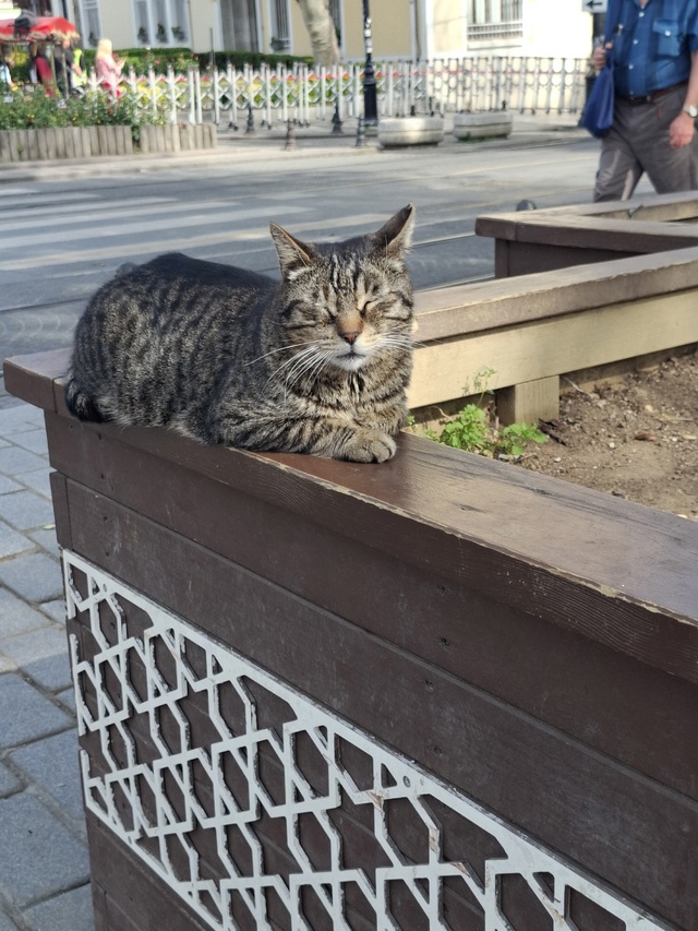 Котики в Стамбуле.
Если я была бы котиком, то хотела бы ?...