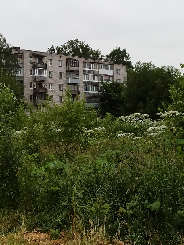 Волхов зарастает борщевиком