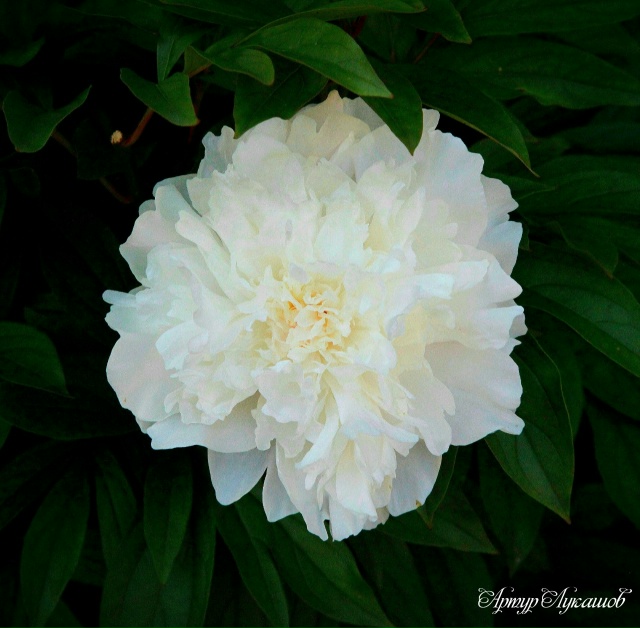 Петергоф. Сад Фермерского дворца. Лето-2025.
Фото и комм...