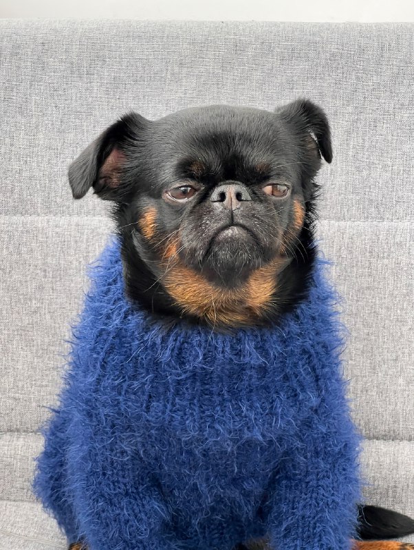 Пёс Чарли с хмурой мордочкой — новая звезда соцсетей
Это же все мы, когда узнали, что впереди рабоч