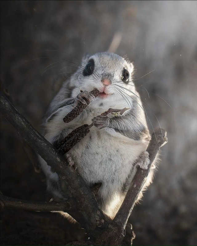 Редкому удаётся увидеть это скрытное животное в дикой ...